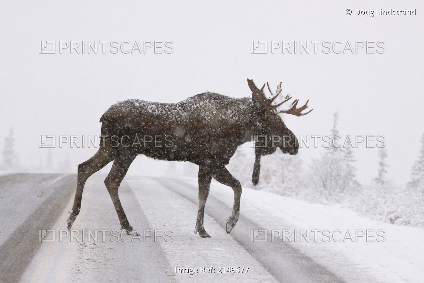 A Bull Moose Crosses The Park Road In Denali National Park During A Snowstorm ...