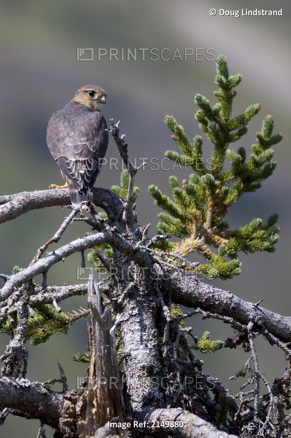 Pigeon Hawk (Merlin) Sits On A Tree Branch In The Turnagain Pass Area, Kenai ...