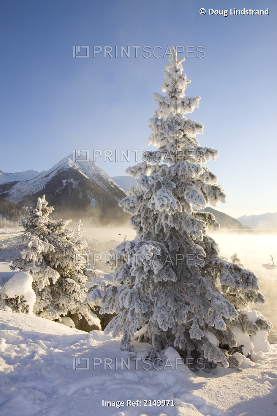 Hoar-Frost Covered Spruce Trees On Shore Of Turnagain Arm During Winter In ...