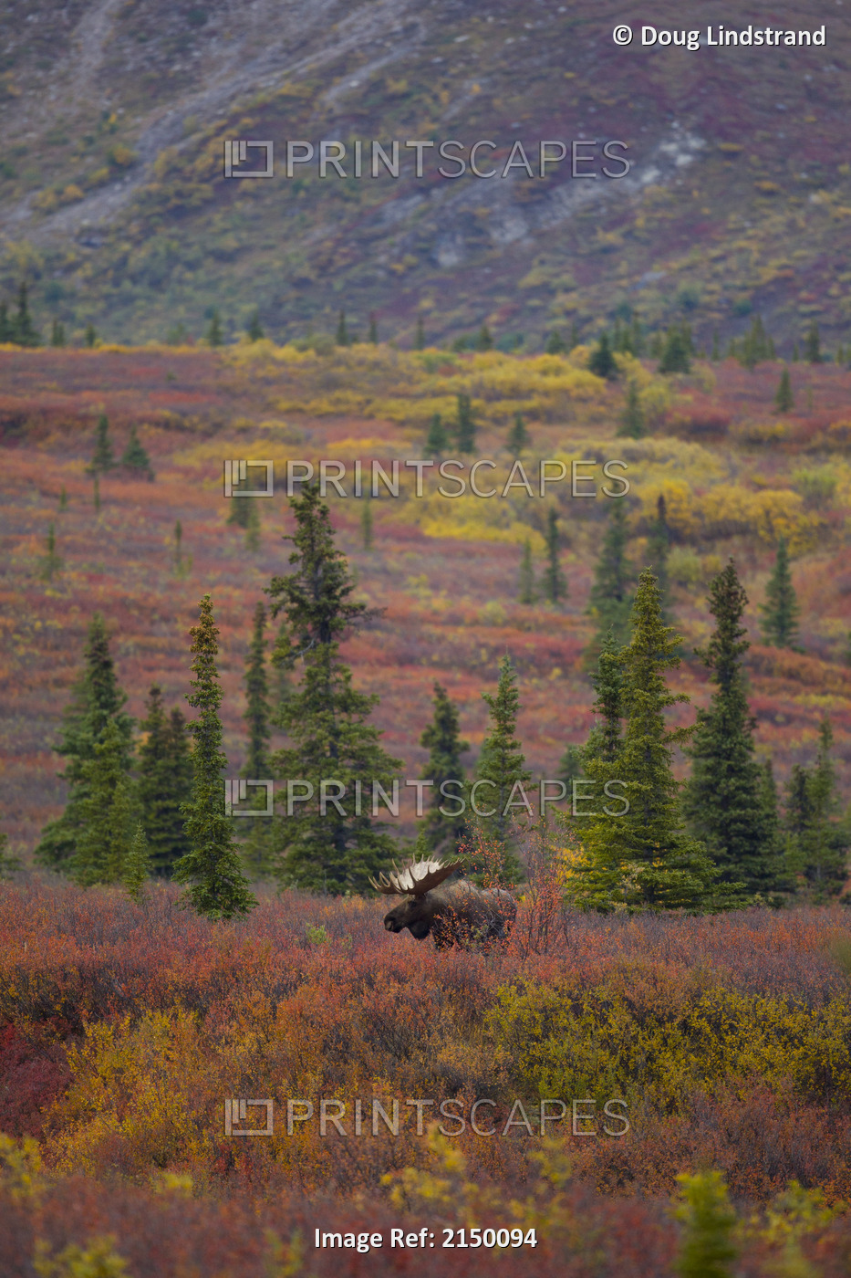 View Of An Adult Bull Moose Standing Amongst Fall Tundra Foliage, Denali ...