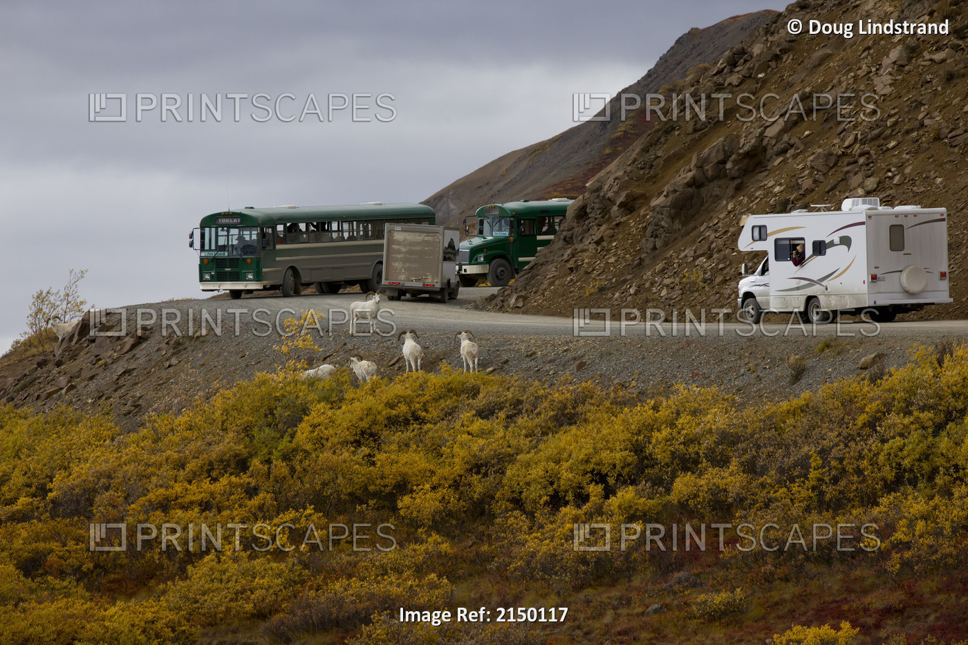 Buses And Campers Stop To View A Band Of Adult Dall Sheep Rams Standing In ...