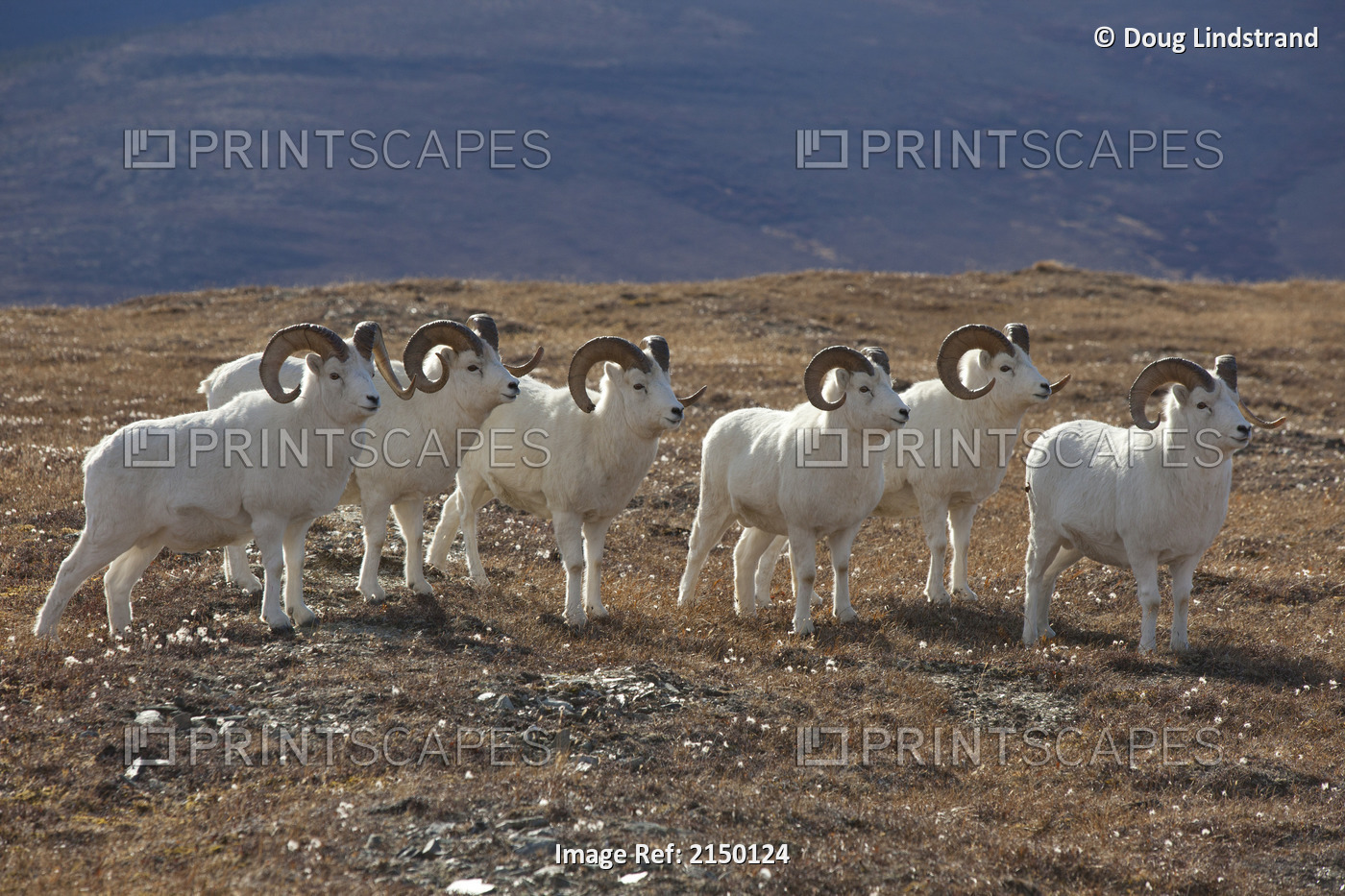 A Band Of Dall Sheep Rams In A High Mountain Meadow, Denali National Park And ...