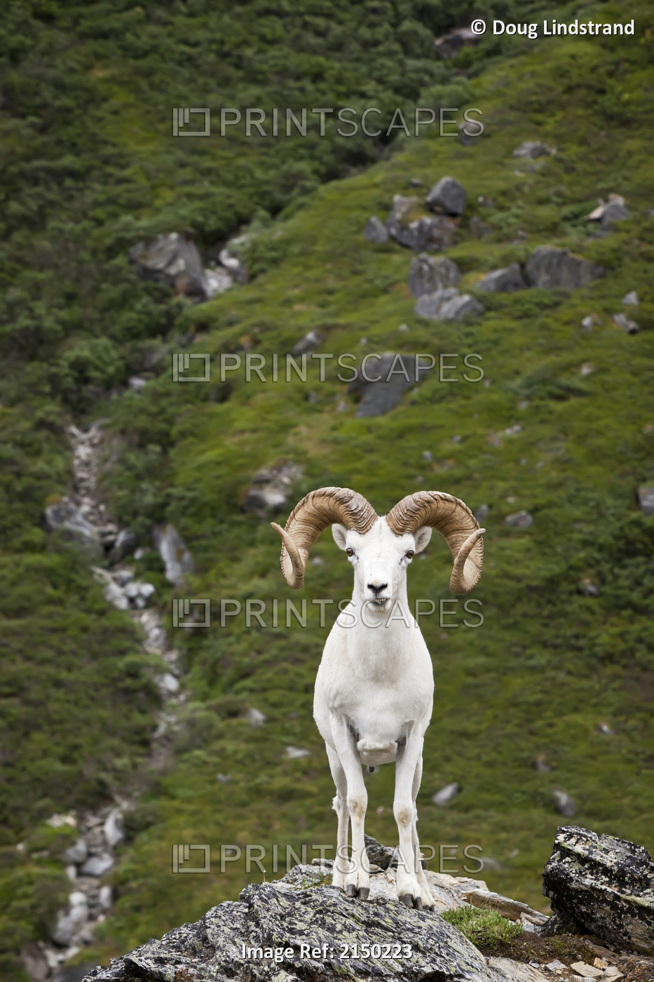 A Full-Curl Dall Ram Stands On A Rock Outcrop Facing Forward, Denali National ...