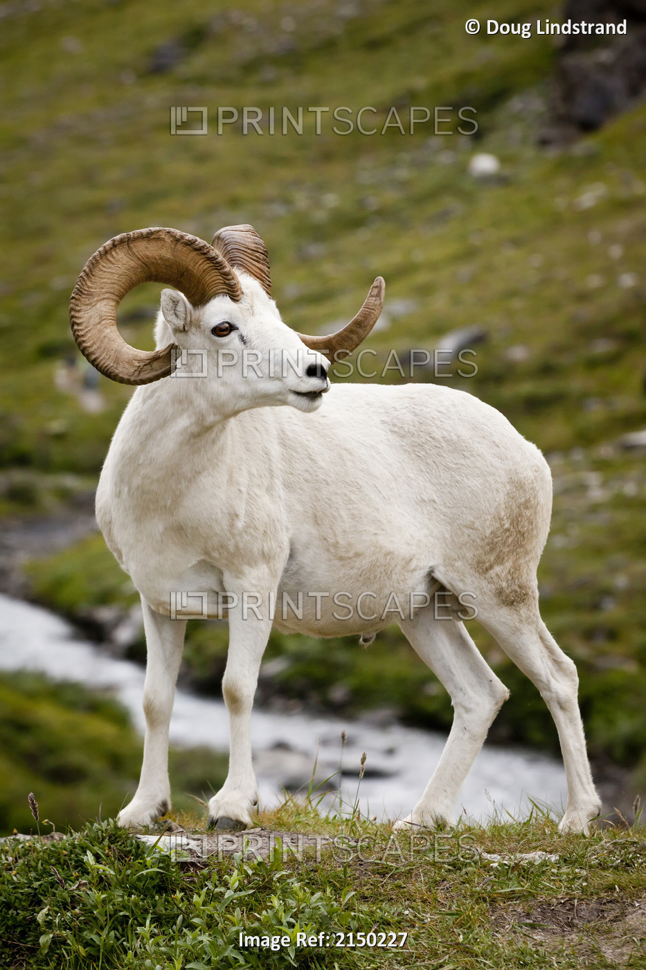 A Mature Dall Ram Walks Along The Hiking Trail Of The Savage River In Denali ...
