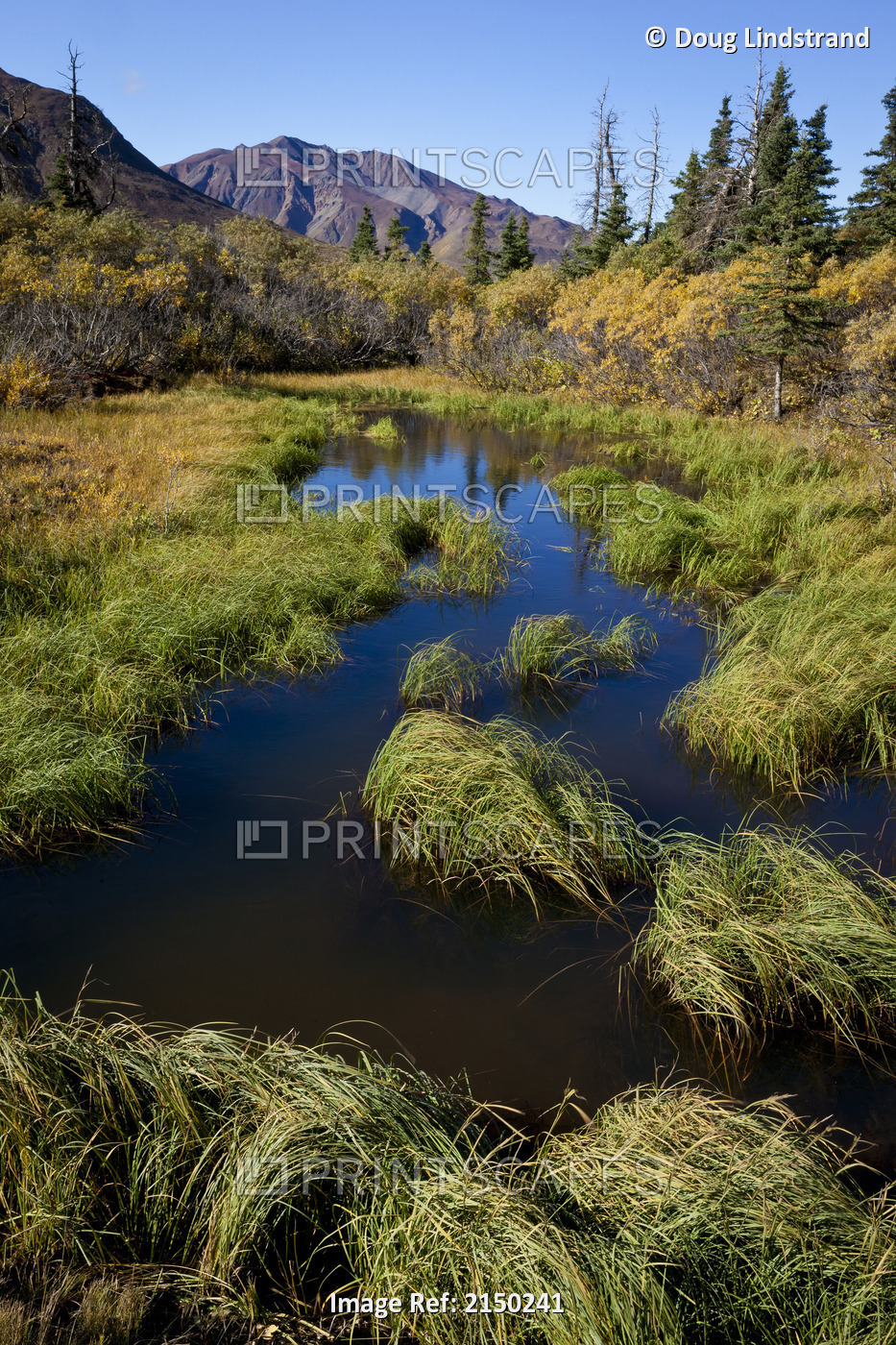 Pond And Wetland Area Near Mile 50 Of The Park Road In Denali National Park And ...