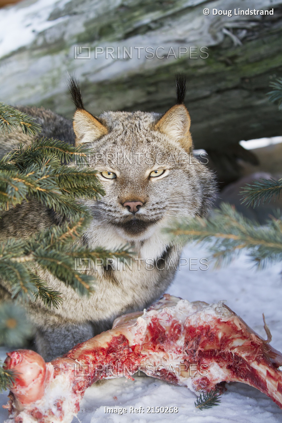Captive: Lynx Eating An Animal Carcass, Alaska Wildlife Conservation Center, ...