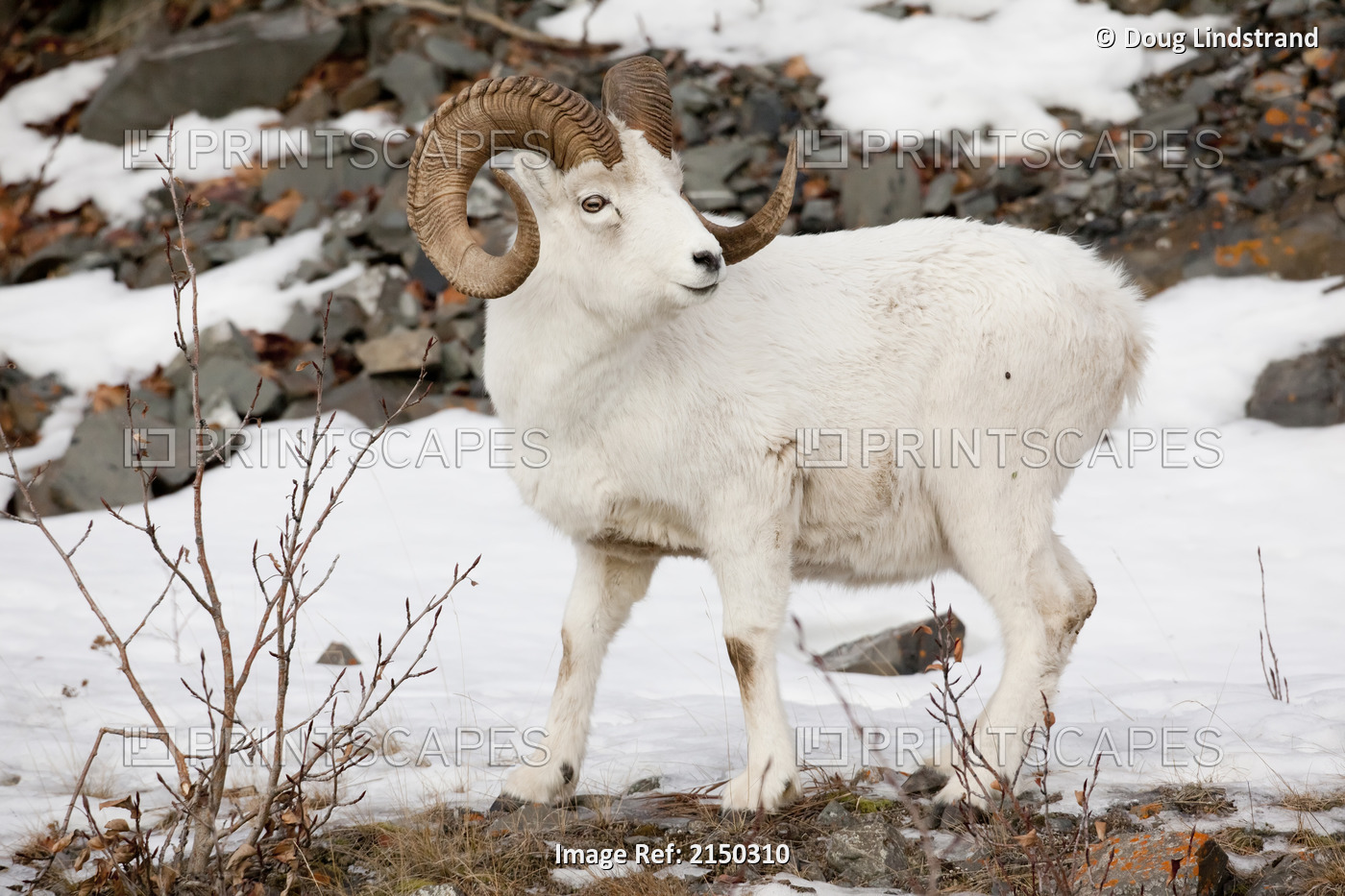 A Full-Curl Dall Sheep Ram Looks Over Its Shoulder, Chugach Mountains, ...