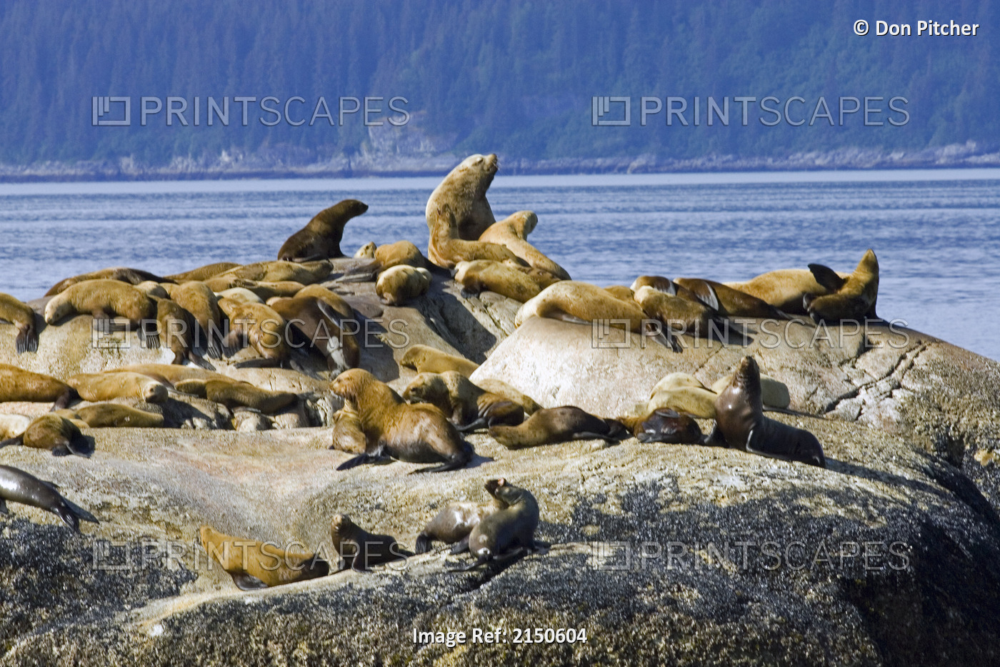 Steller Sea Lions On Haulout South Marble Island Glacier Bay National Park ...
