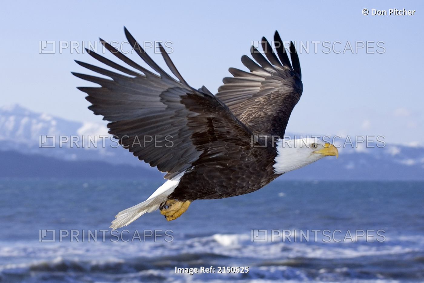 Bald Eagle In Mid-Air Flight Over Homer Spit Kenai Peninsula Alaska Winter ...