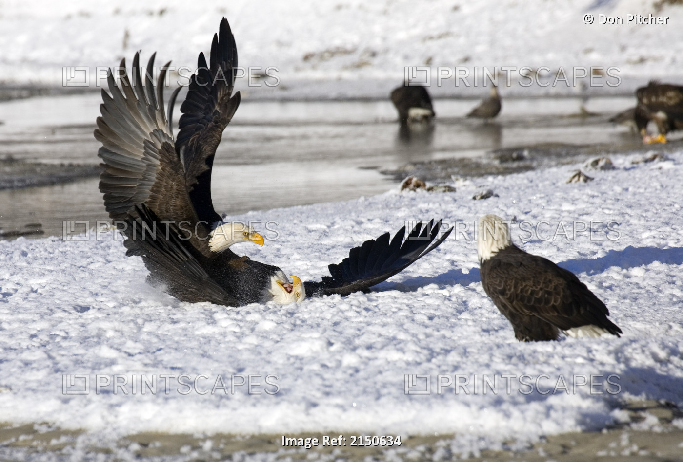 Bald Eagles Fight During Annual Gathering @ Chilkat Bald Eagle Preserve Chilkat ...