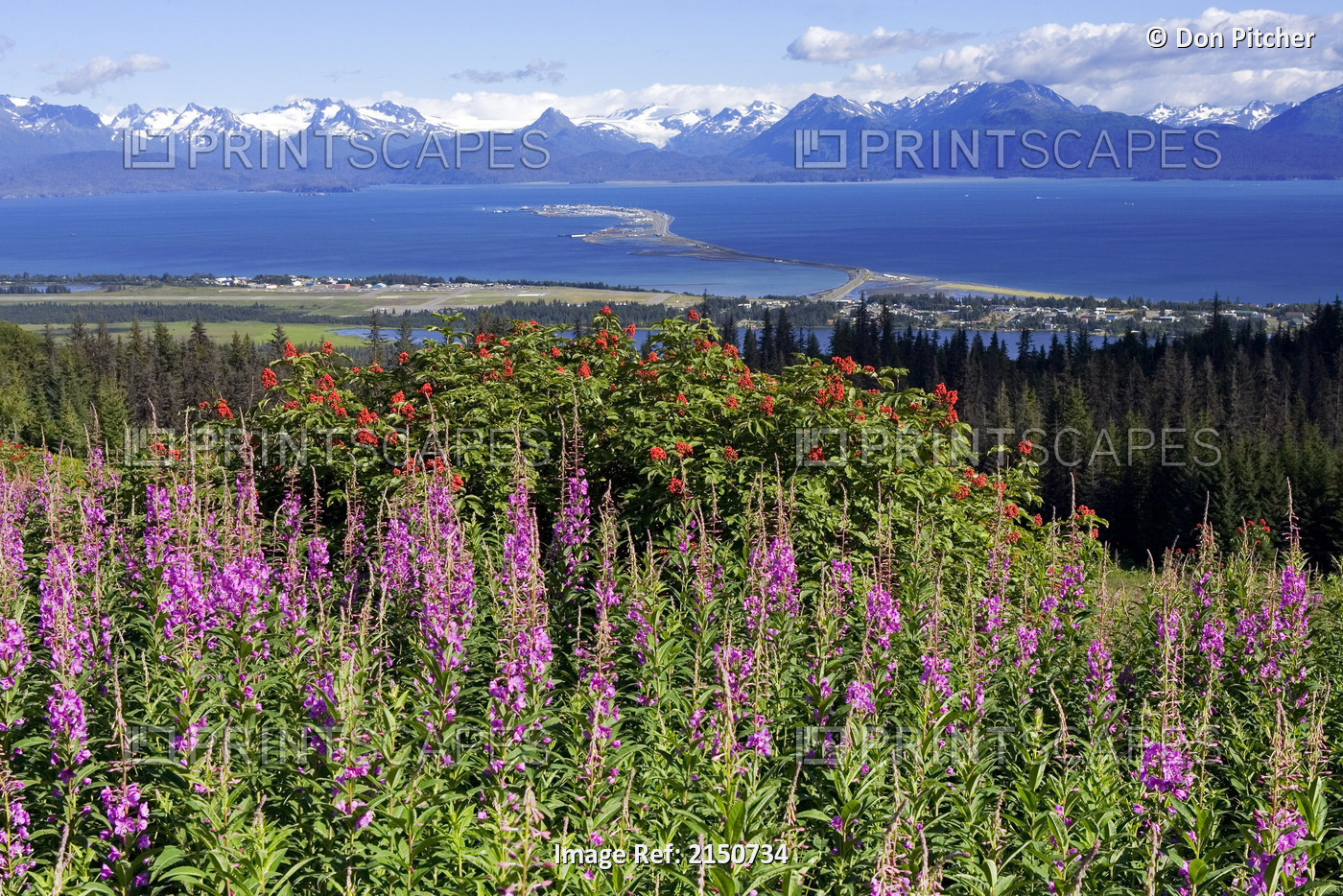 View Of Homer Spit W/Fireweed Blooming In Foreground Kenai Peninsula Alaska ...