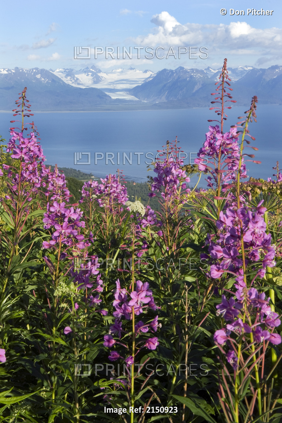 View Of Grewingk Glacier With Fireweed In The Foreground Near Homer, Alaska In ...
