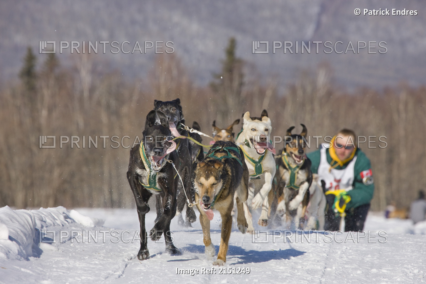 Buddy Streeper Races In The 2008 Open North American Championship Sled Dog Race