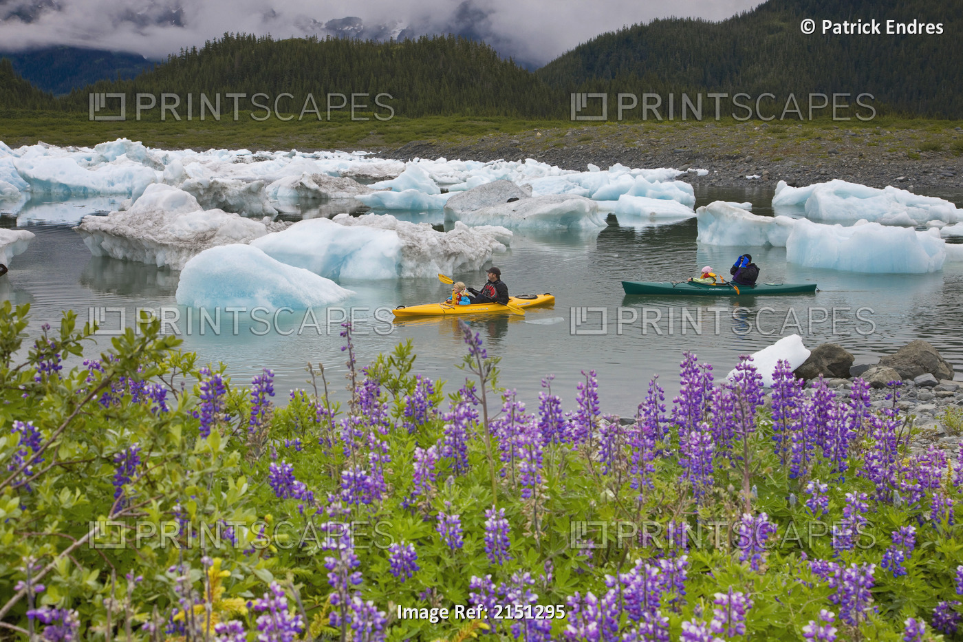 Sea Kayaker Among Icebergs From The Columbia Glacier With Lupine Wildflowers On ...