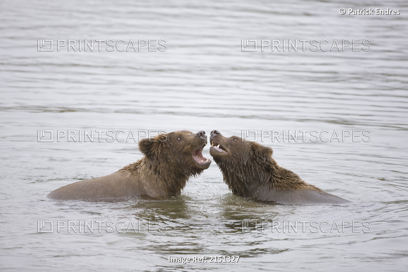 Brown Bears Play Fight In The Brooks River, Katmai National Park, Alaska.