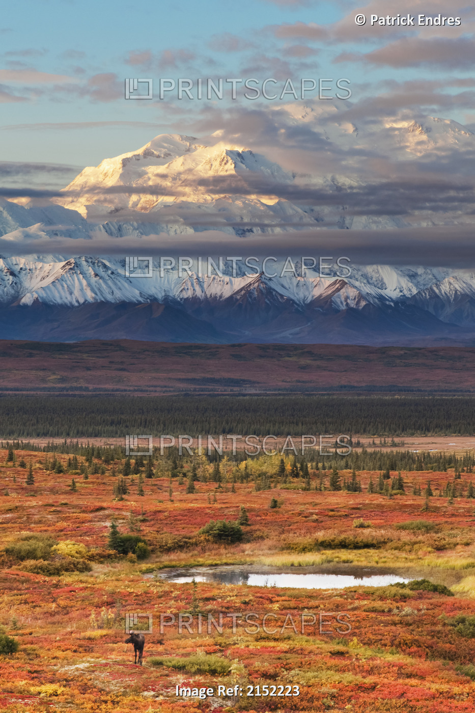 Moose Walks On The Autumn Tundra Near A Tundra Pond With Mt. Mckinley In The ...