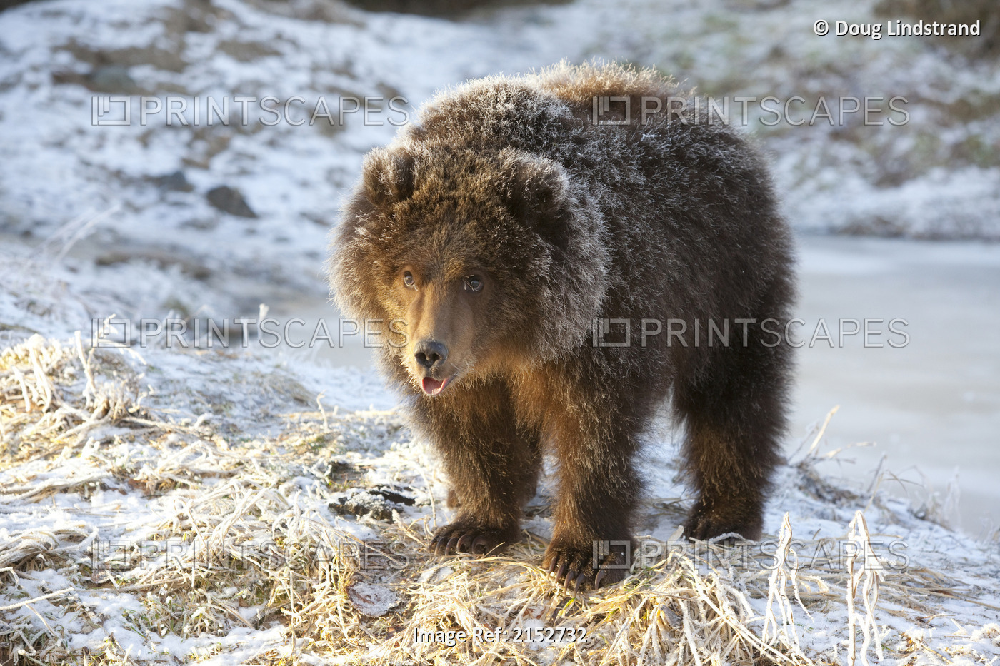 Captive: Kodiak Brown Bear Cub With Frost Covered Fur Standing On Snowcovered ...