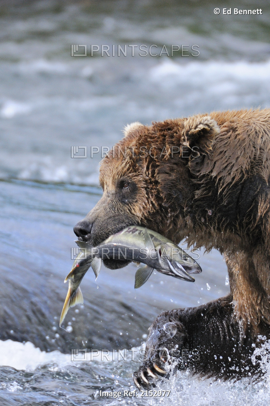 A Brown Bear Carries Away A Chum Salmon It Caught At The Mcneil River Falls, ...