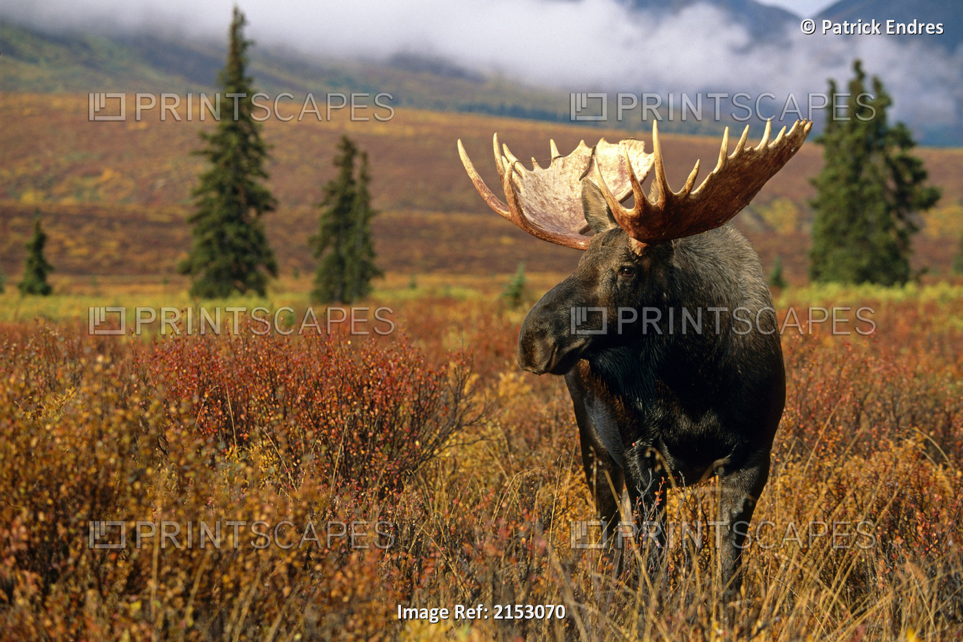 Bull Moose Stands In Tundra Denali Natl Park Interior Ak Autumn