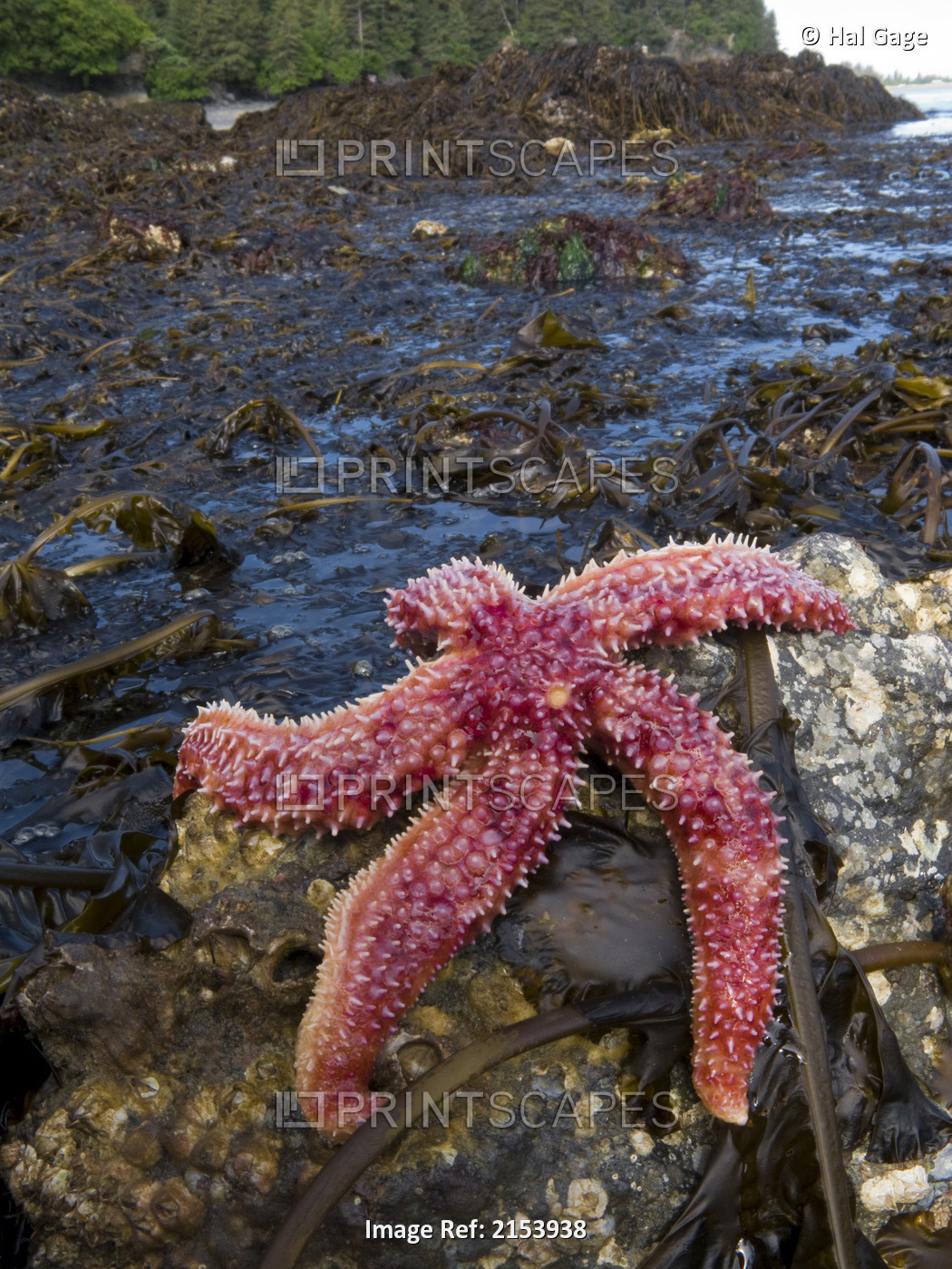 Star Fish Clings To A Rock At Low Tide, Jackolof Bay /Noff Of Kachemak Bay, ...