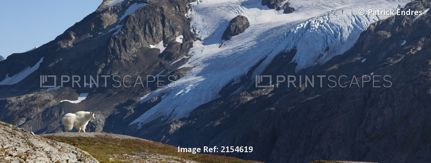 Mountain Goat Overlooks Valley With Glacier And Kenai Mountains In The ...