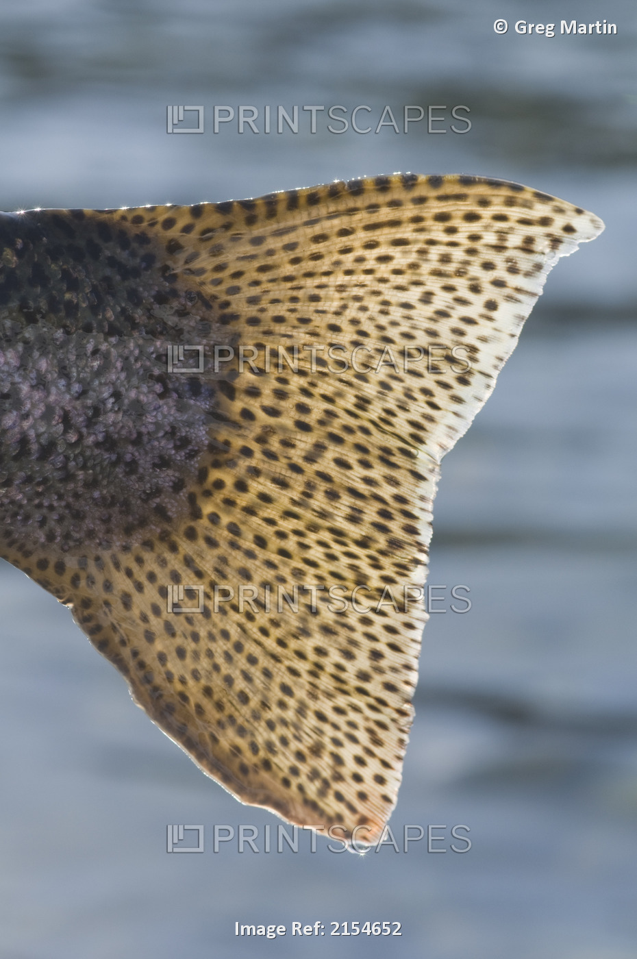 Close Up Of The Tail Of A Rainbow Trout Backlit By Sunshine, Kenai River, Alaska