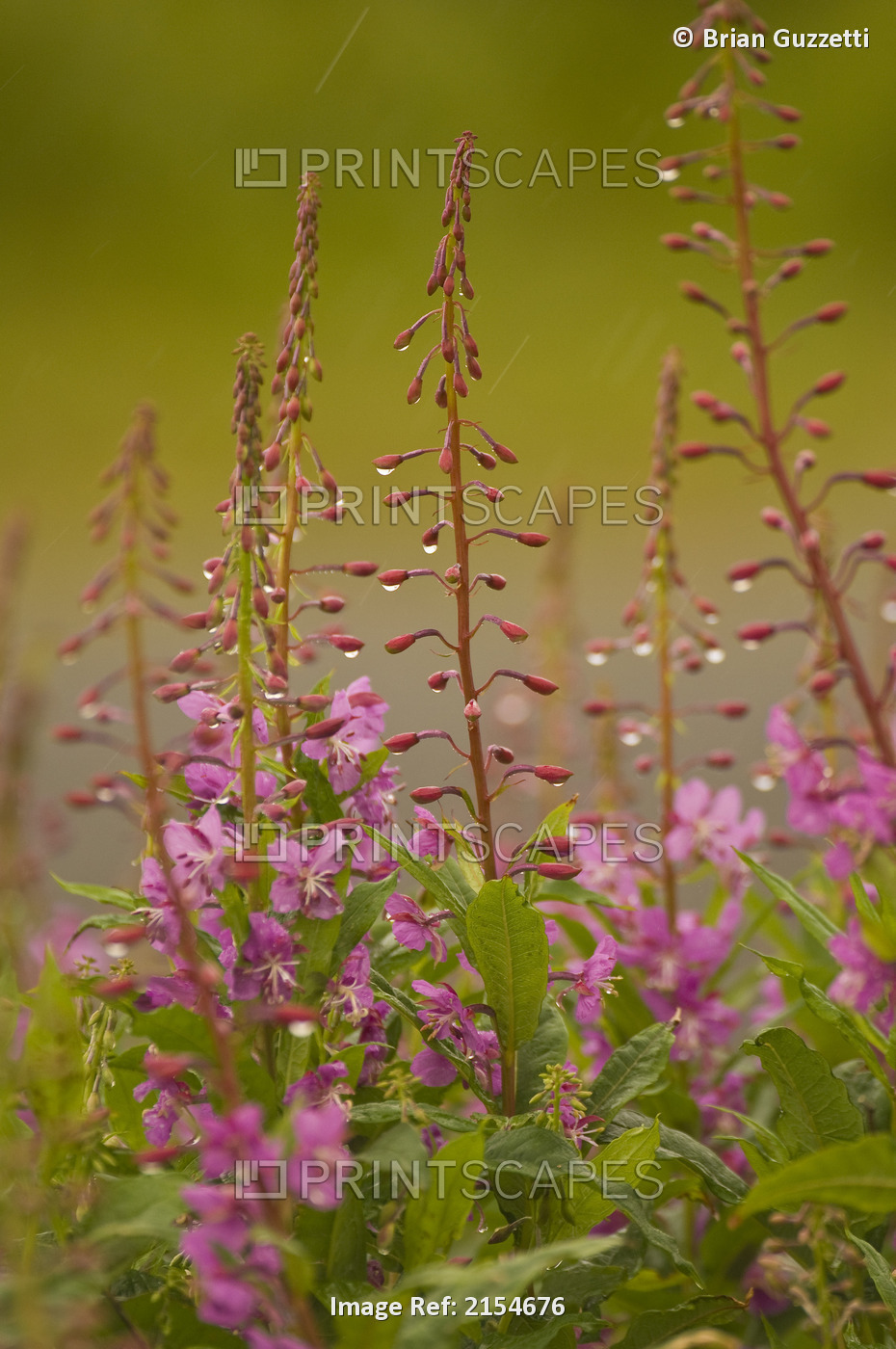 Droplets Of Water Hang From A Fireweed Blossoms On A Rainy Summer Day On ...