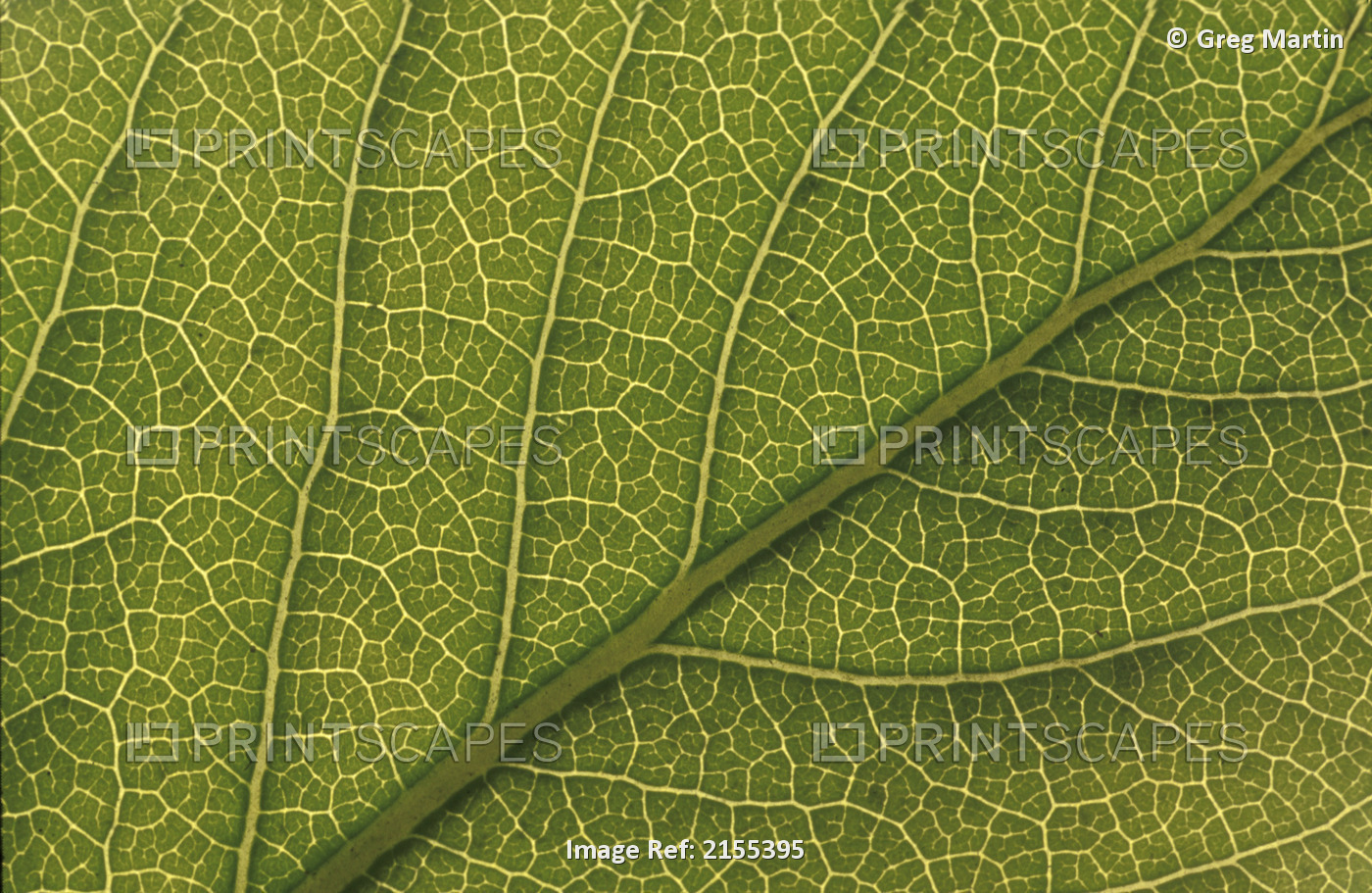 Studio Closeup Green Cottonwood Leaf Pattern