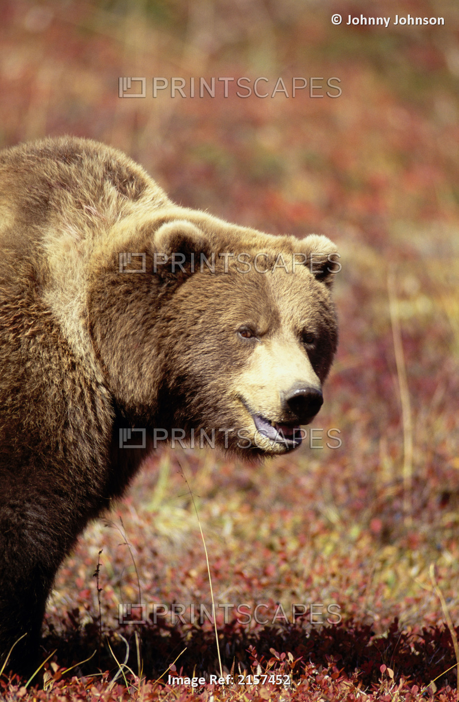 Grizzly Bear Denali National Park Interior Alaska Fall Close-Up