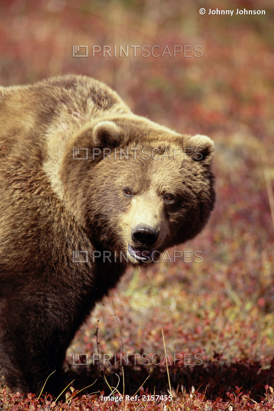 Grizzly Bear Denali Natl Park Interior Ak Fall Close-Up