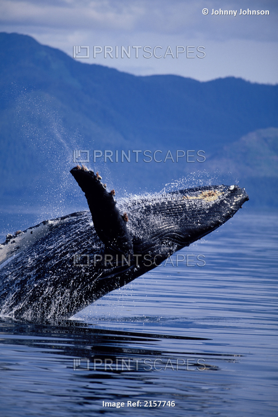 Humpback Whale Breaching Frederick Sound Se Ak Summer Portrait