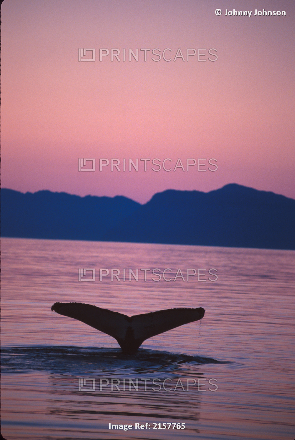 Humpback Whale Tail Sunset Frederick Sound Se Ak Summer