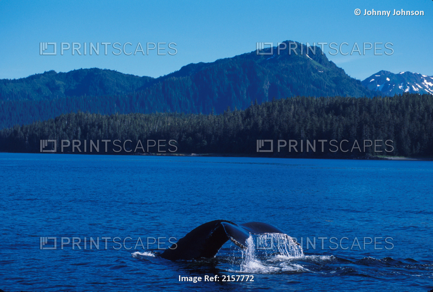 Humpback Whale Tail Scenic Frederick Sound Se Ak Summer