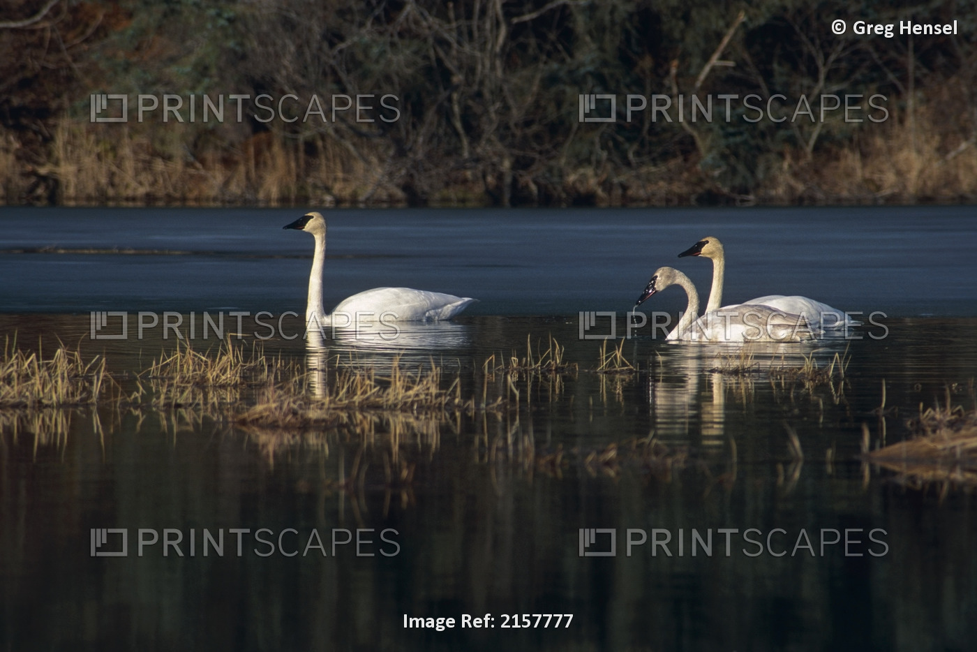 Three Trumpeter Swans On Wetlands In Southcentral Alaska