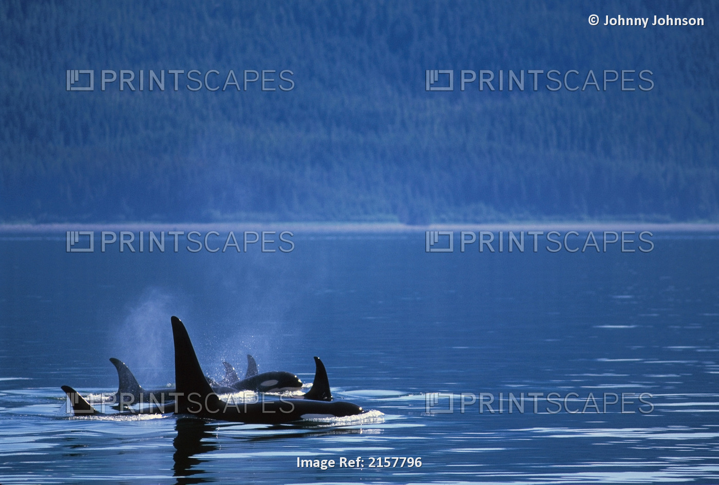 Orca Whale Pod Swimming Icy Strait Southeast Ak Summer