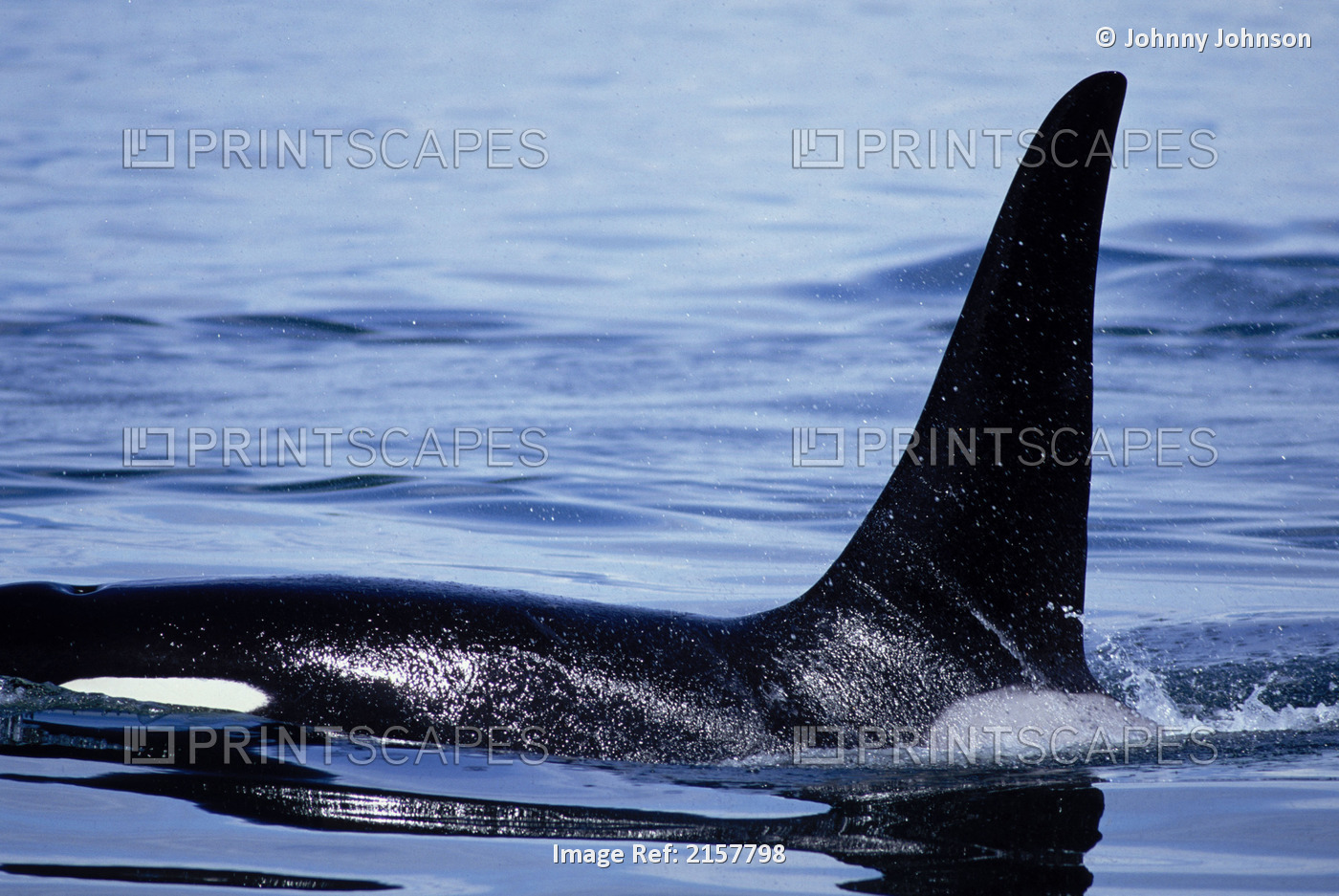 Orca Whale Fin Glacier Bay Np Inside Passage Se Ak