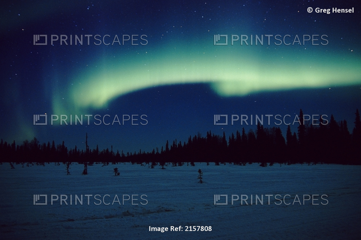 Northern Lights Over Black Spruce Forest During Winter In Southcentral Alaska