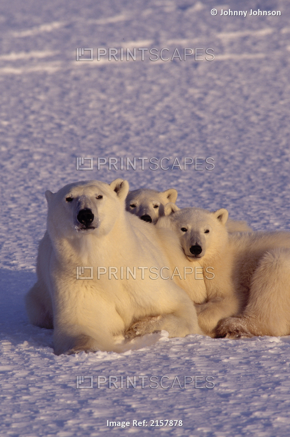 Polar Bear W/Cubs At Sunset Churchill Manitoba Canada