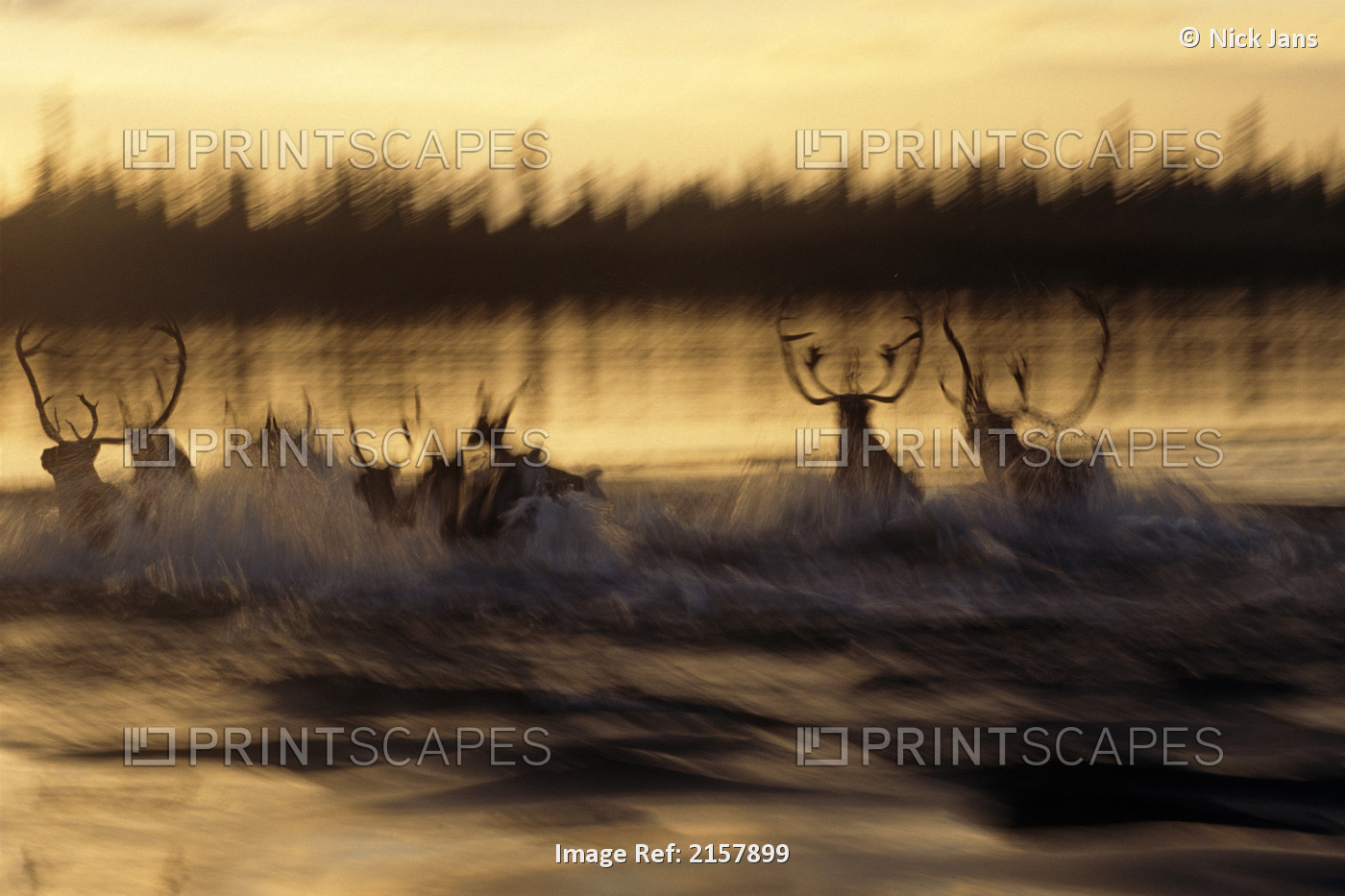 Caribou Herd Running Across Kobuk River At Sunset Blurred Arctic Alaska Kobuk ...