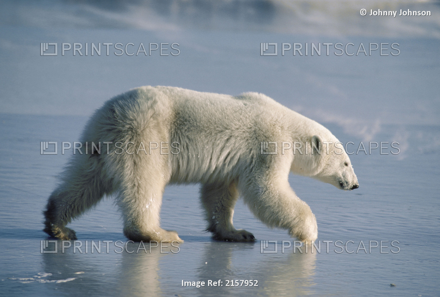 Polar Bear On Ice Cape Churchill Manitoba Canada Winter Portrait