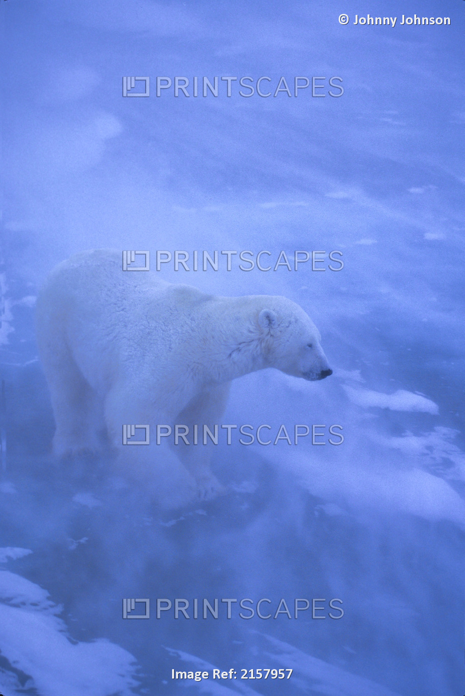Polar Bear In Blowing Storm Hudson Bay Churchill Canada