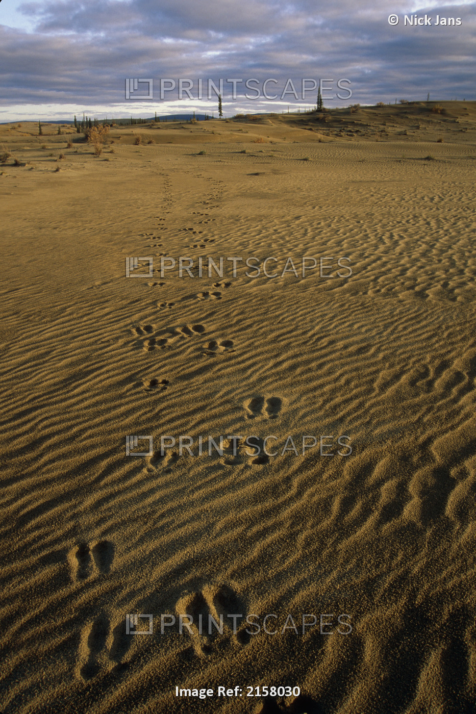 Caribou Tracks In The Great Kobuk Sand Dunes Kobuk Valley National Park Arctic ...