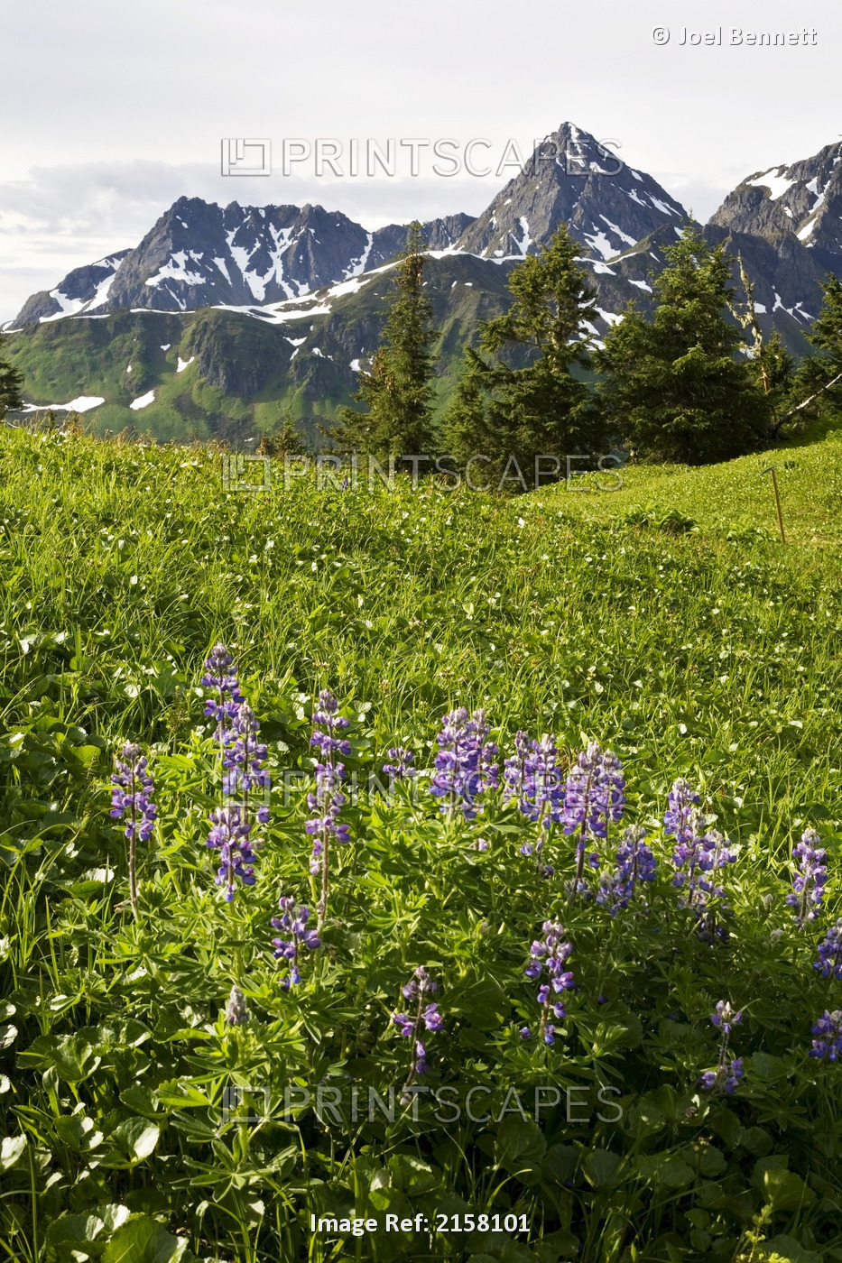 Lupine Wildfolwers In High Alpine Meadow On Eagle Peak Admiralty Island ...