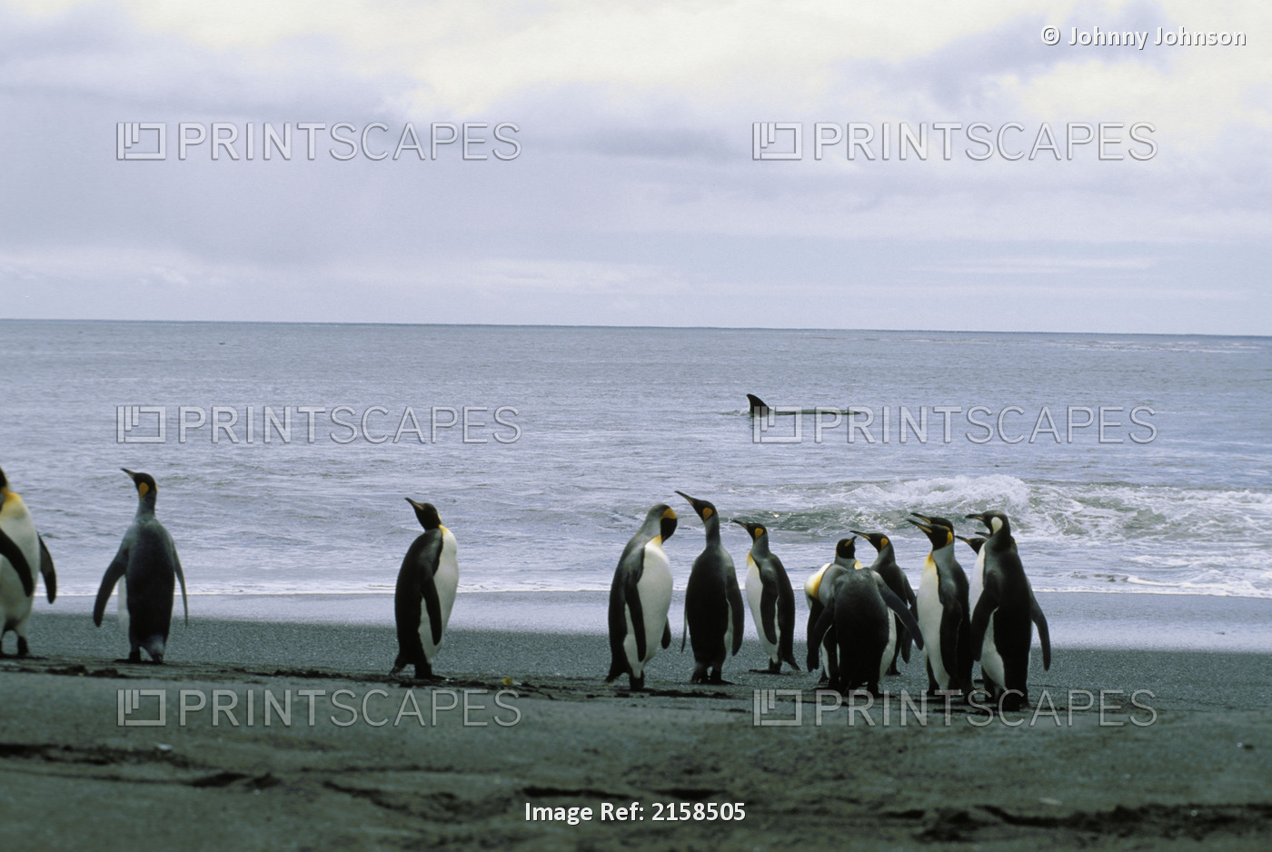 King Penguins W/Orca Whale @ Crozet Island Antarctica Scenic