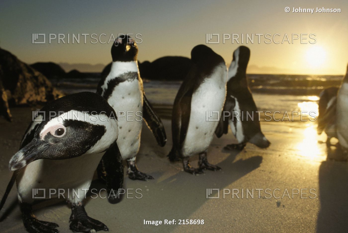 Black-Footed Penguins On Beach At Sunset South Africa Scenic