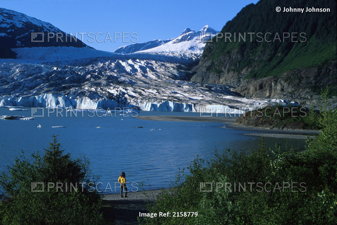 Visitor View Mendenhall Glacier Juneau Se Ak Summer