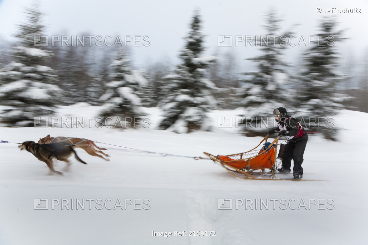 Musher Races In The 2010 Exxon Open Sled Dog Race, Tozier Track Anchorage, ...