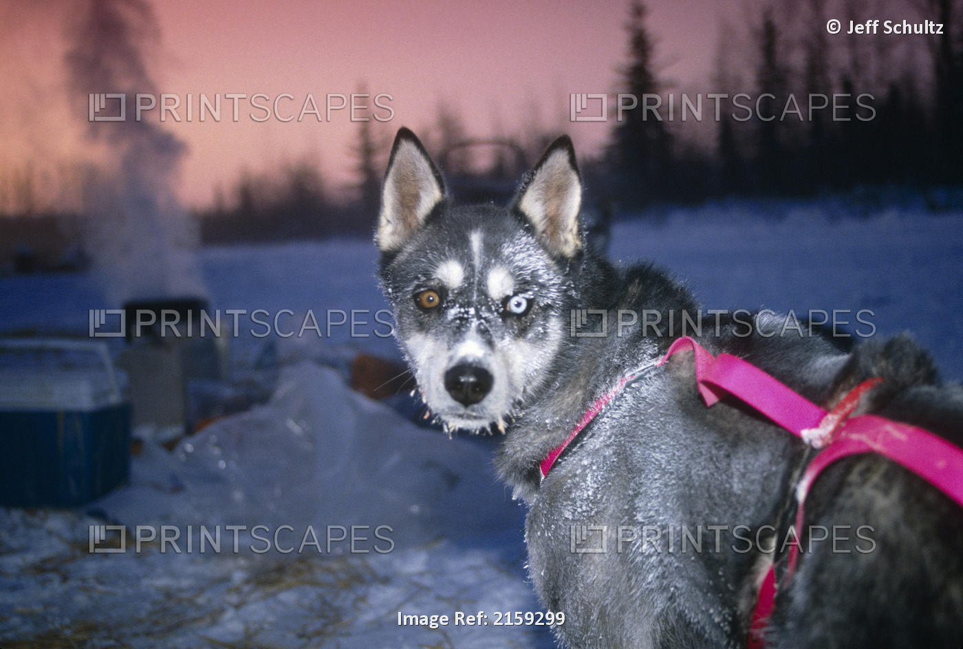 Iditarod Sled Dog With A Frosted Face After A Cold Run During The 1992 Iditarod ...