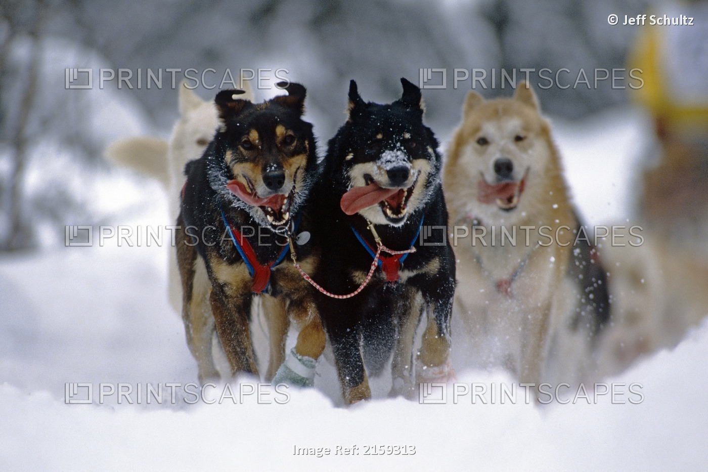 Iditarod Sled Dogs Pulling Foward On Trail Tudor Sled Dog Track Anchorage 1992 ...