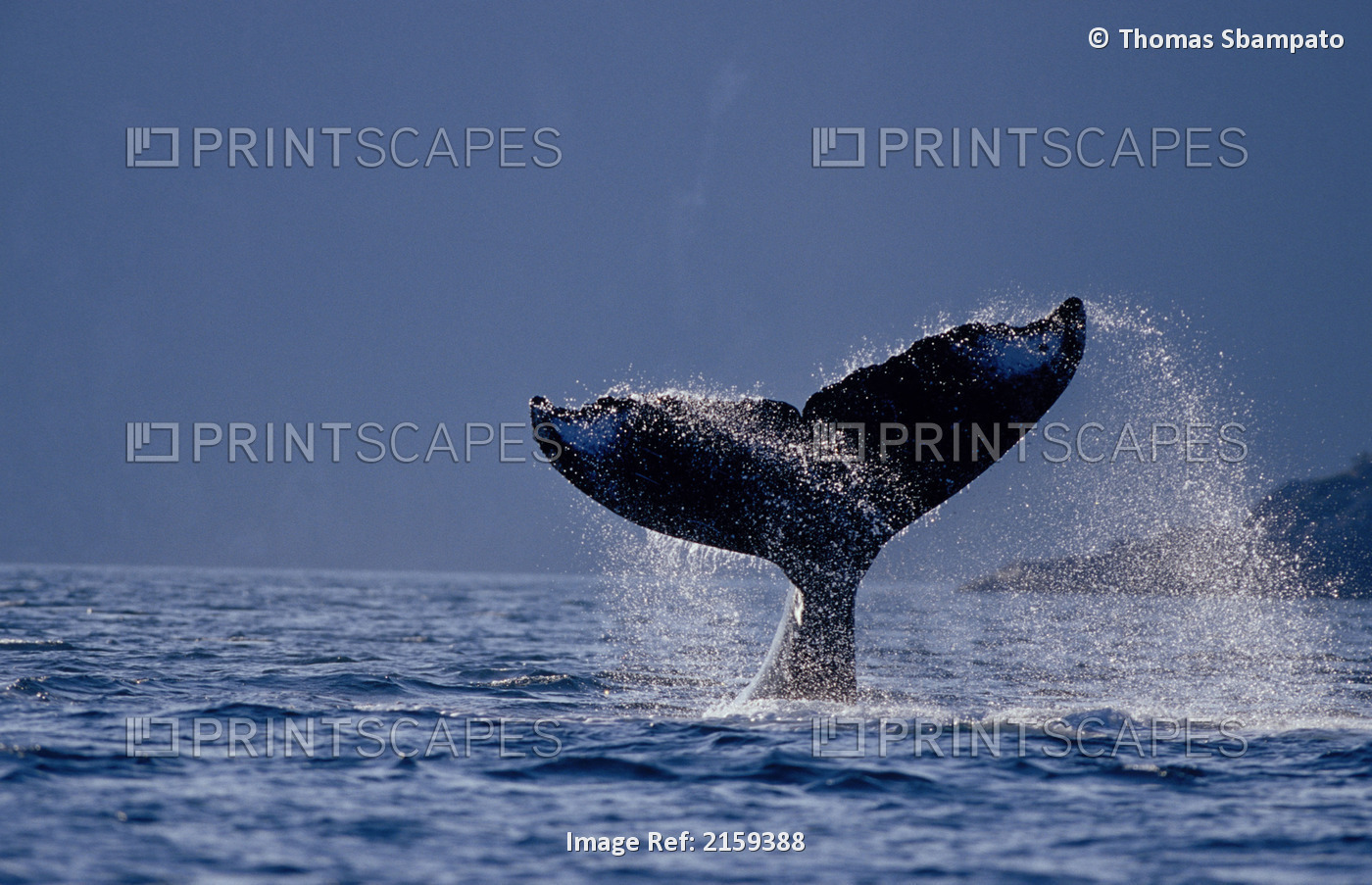 Humpback Whale Tail Kenai Fjords National Park Kp Ak